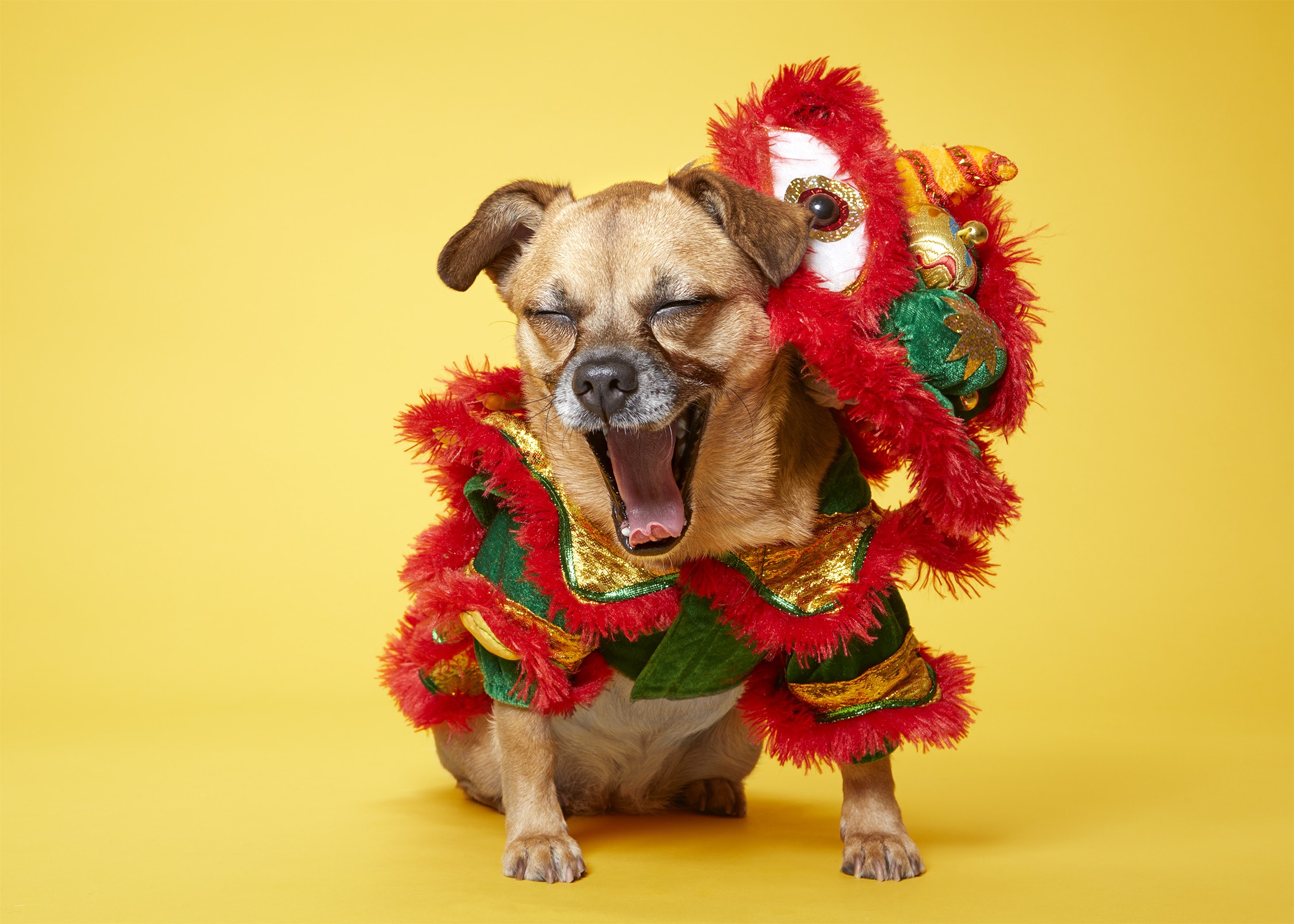 How to Celebrate Lunar New Year With Your Dog - Argos & Artemis
