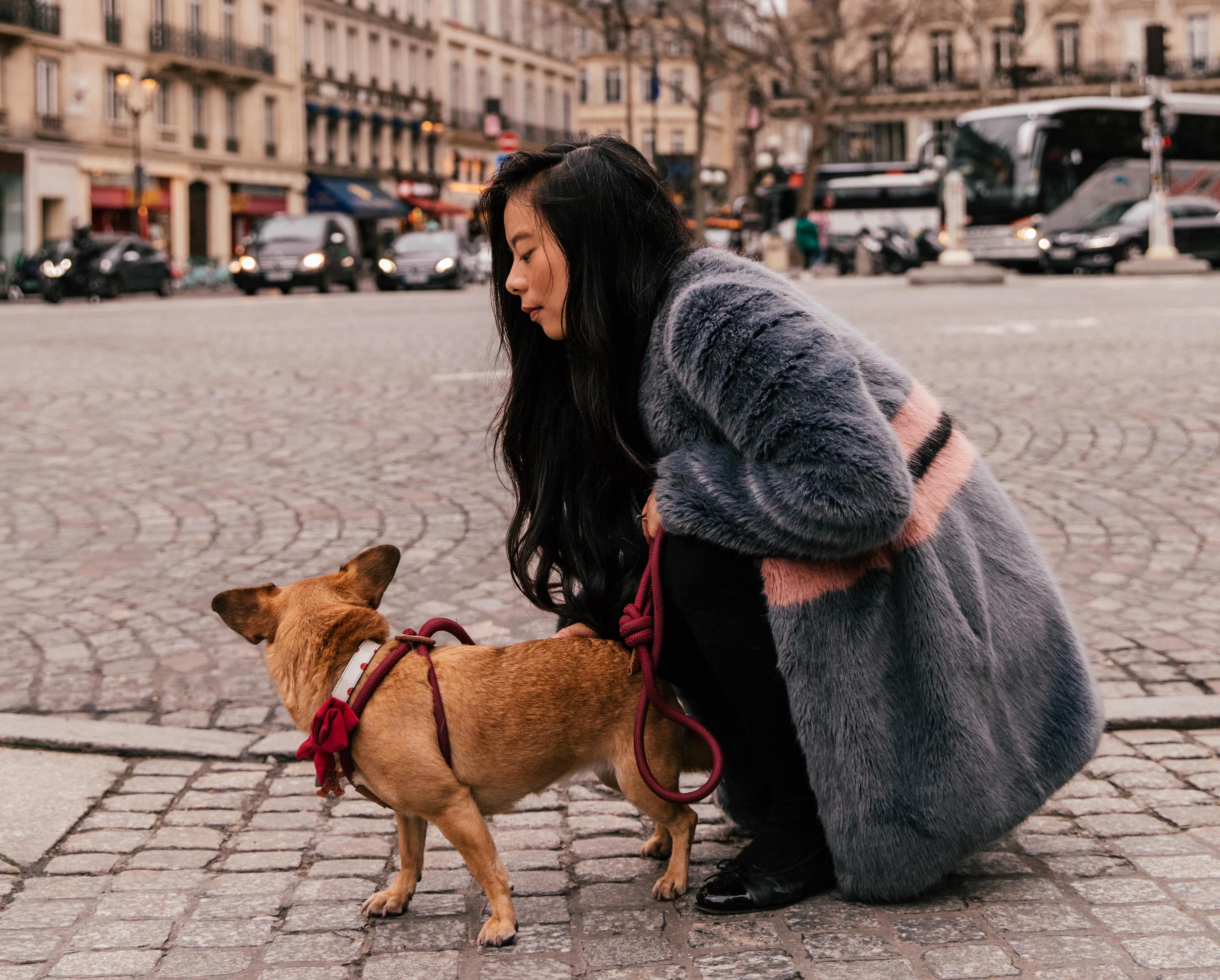 travel paris with dog