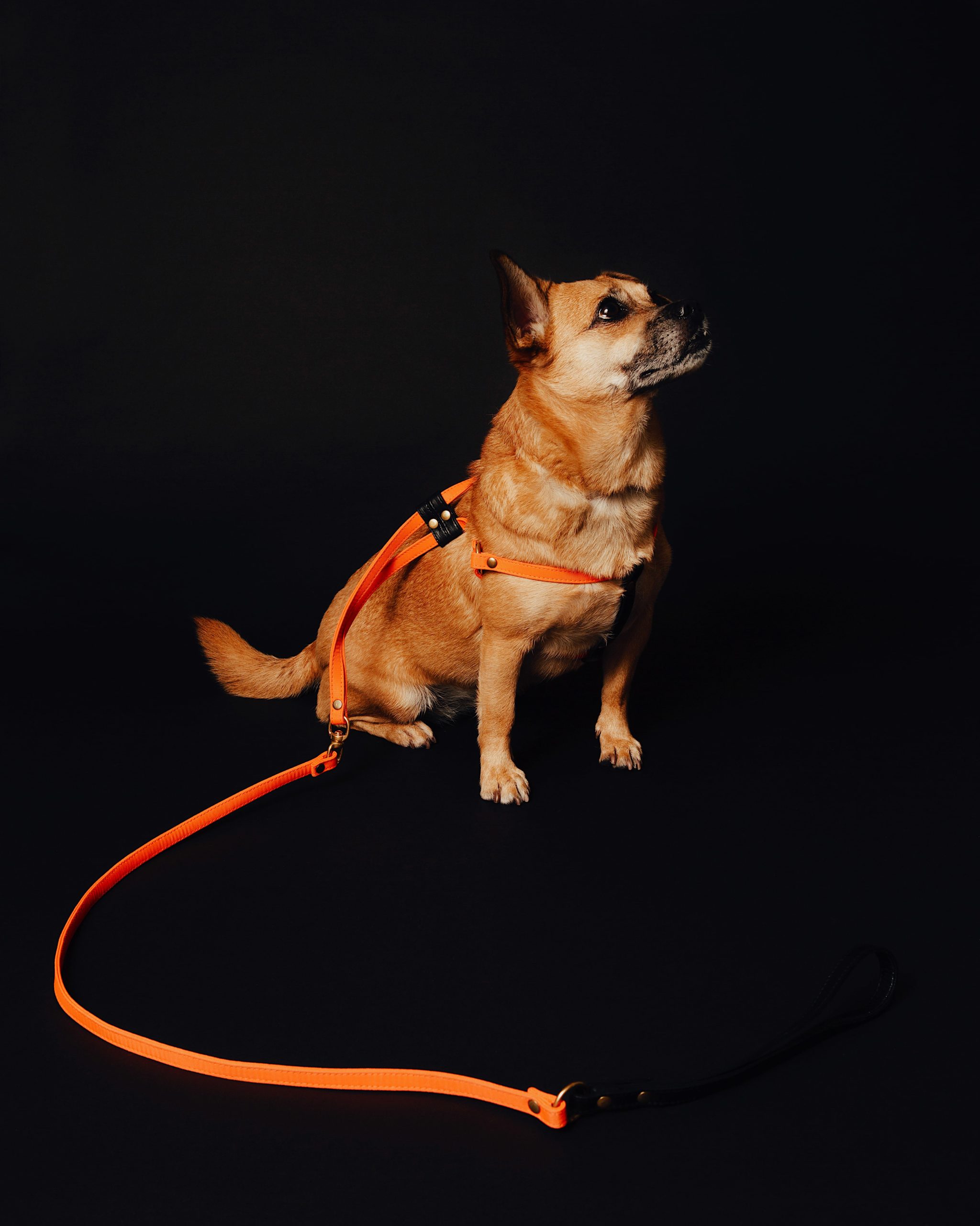 Mr. Dog New York harness and leash for Argos & Artemis, photographed by Tayler Smith.