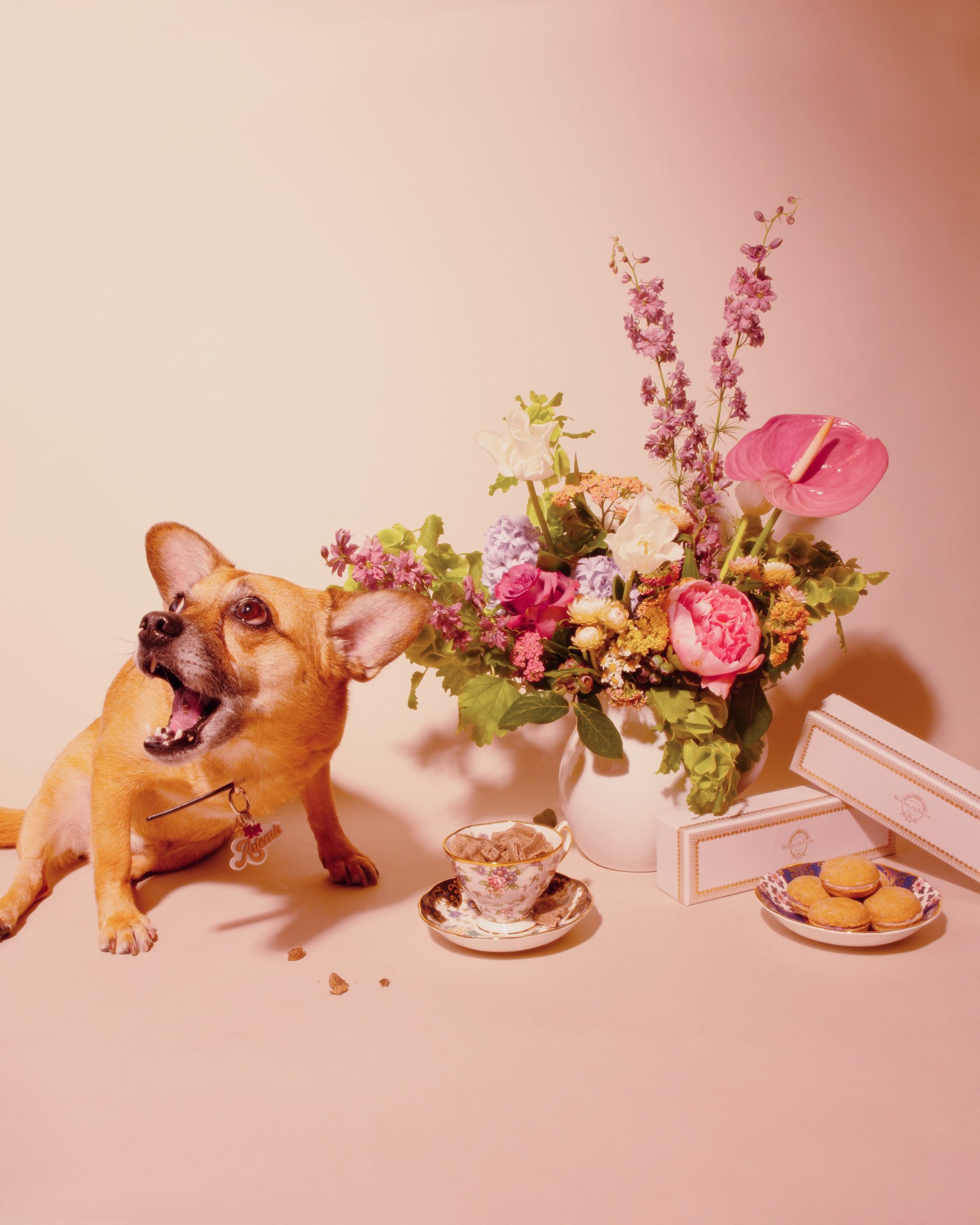 French-inspired dog treats for Argos & Artemis, photographed by Tayler Smith.