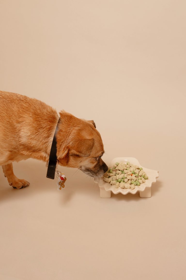 Is Kibble Good for Dogs? A Guide to Choosing Dry Dog Foods Argos