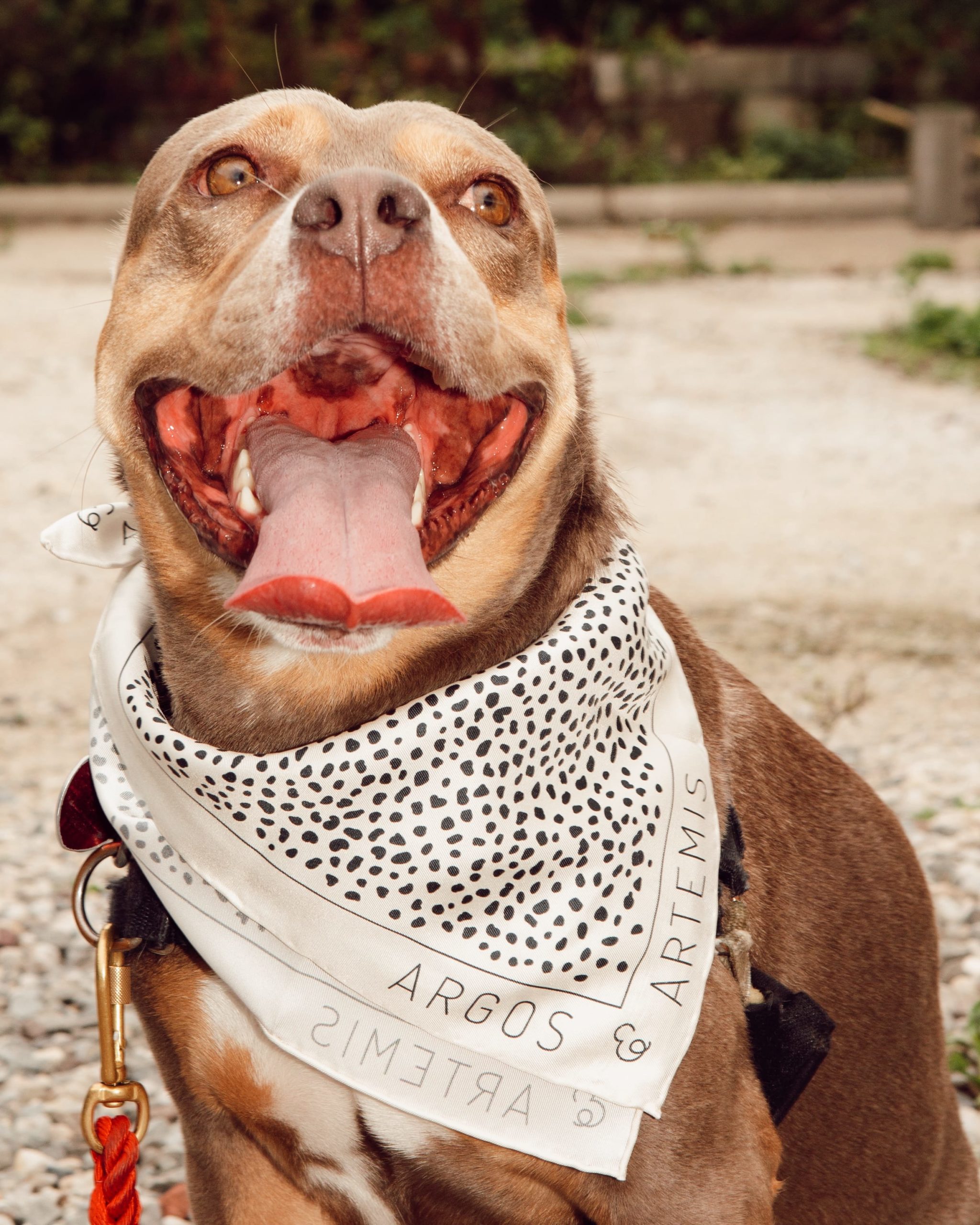 Smiling Pit Bull mix from Sato Rescue, photographed for Argos & Artemis by Tayler Smith.