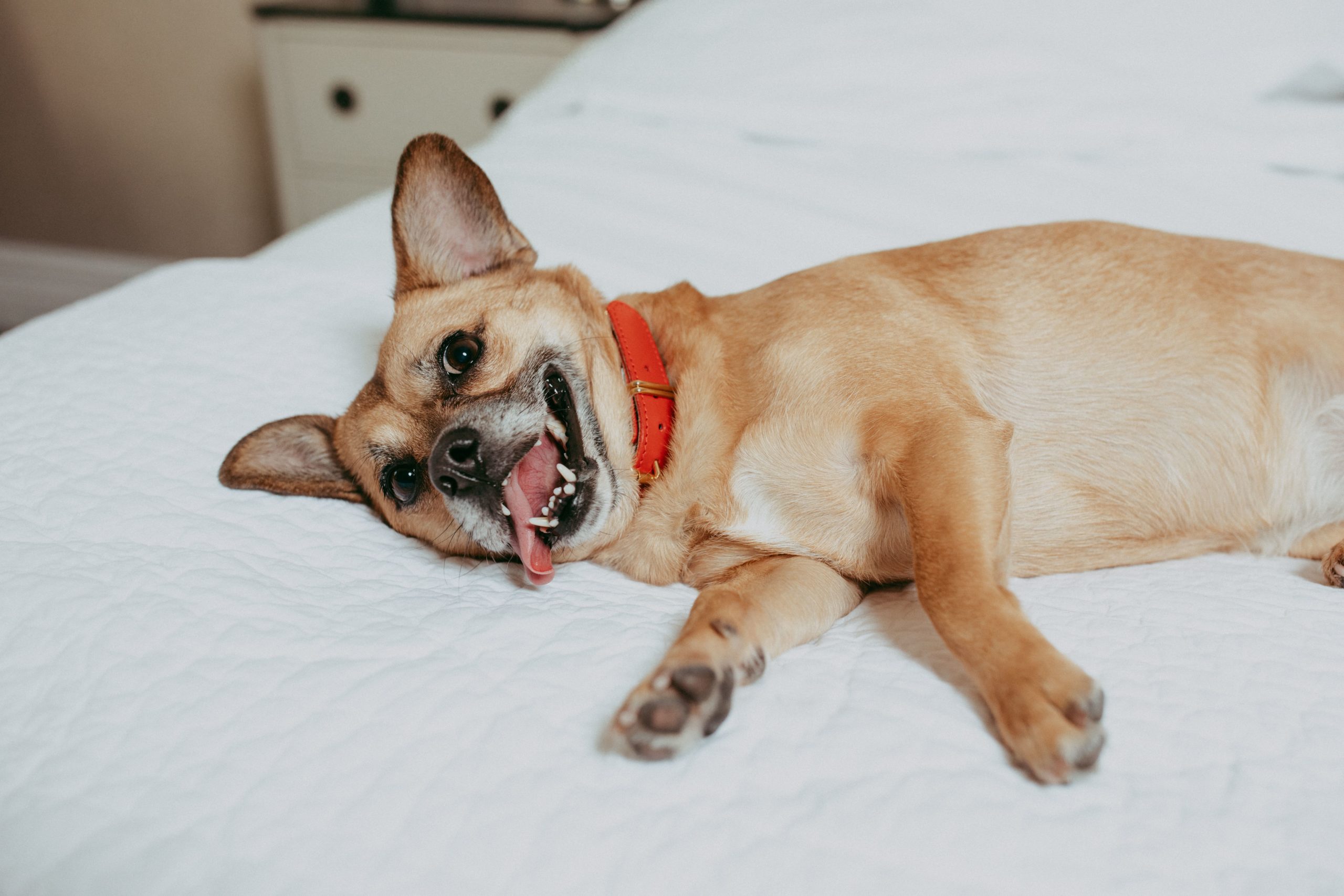 Argos Heated Dog Bed rens dog beds